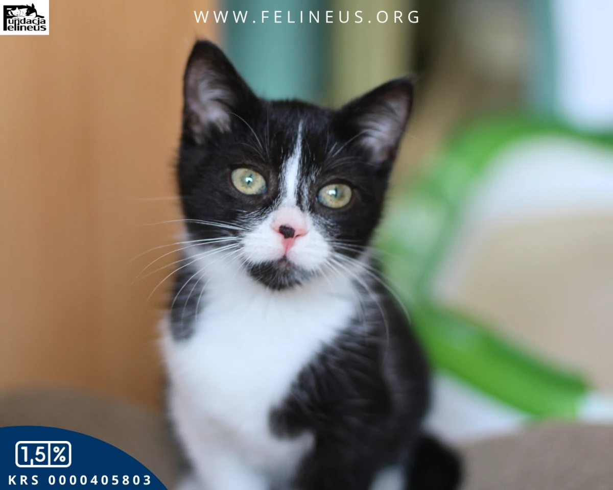 Kreseczka - Urocza i żywiołowa kotka szuka domu