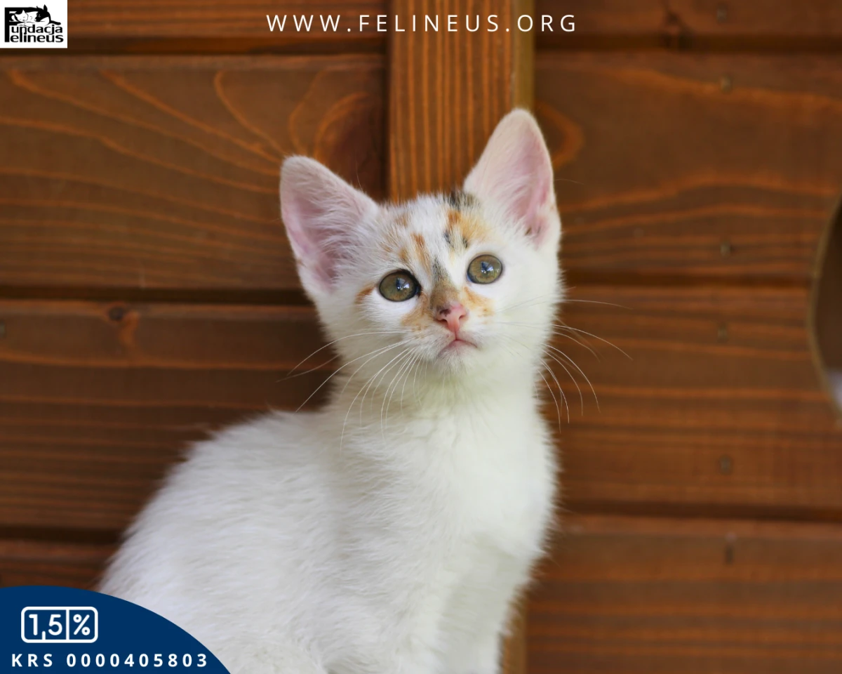 Aurelia - Filigranowa koteczka czeka na dom