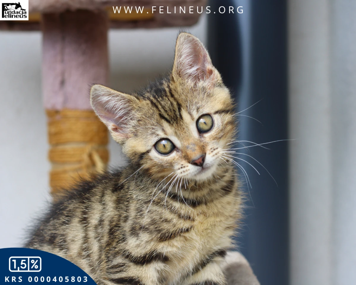 Buraska z charakterem czeka na dom