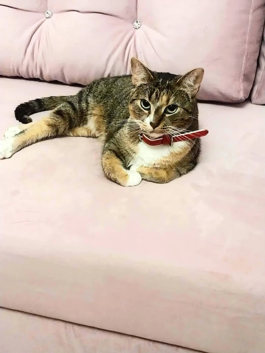 KRASIENIN. WOJ.LUBELSKIE 🔴ZAGINĘŁA KOTKA – RUBI 🔴 NAGRODA - 500 zł