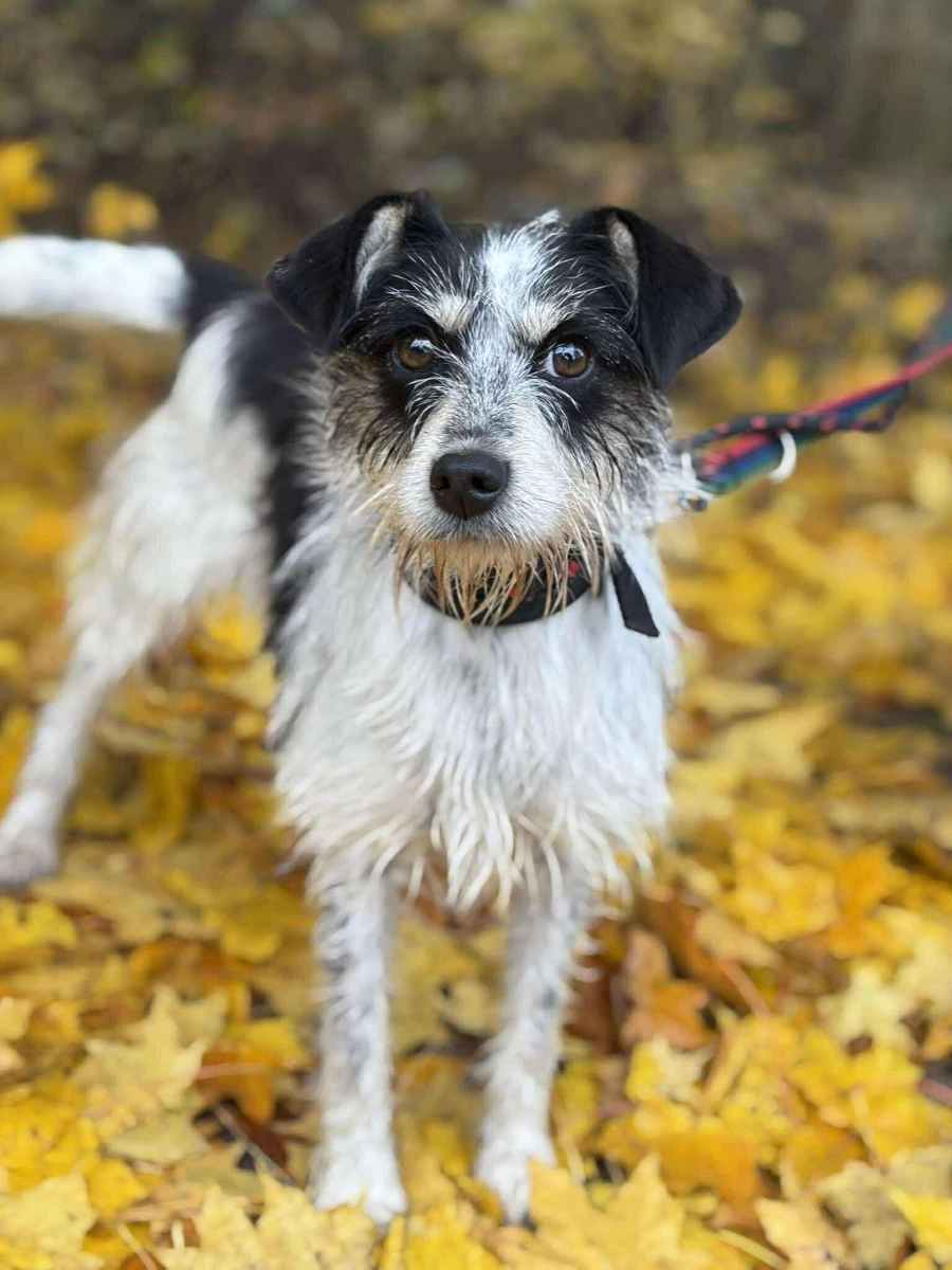 Energiczna, mała i pocieszna Sabinka