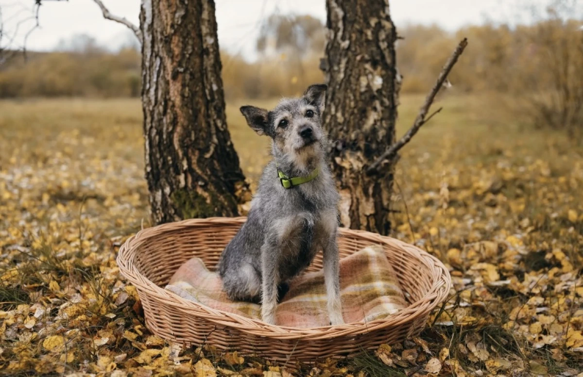 Fantastyczna Suzie w typie terriera