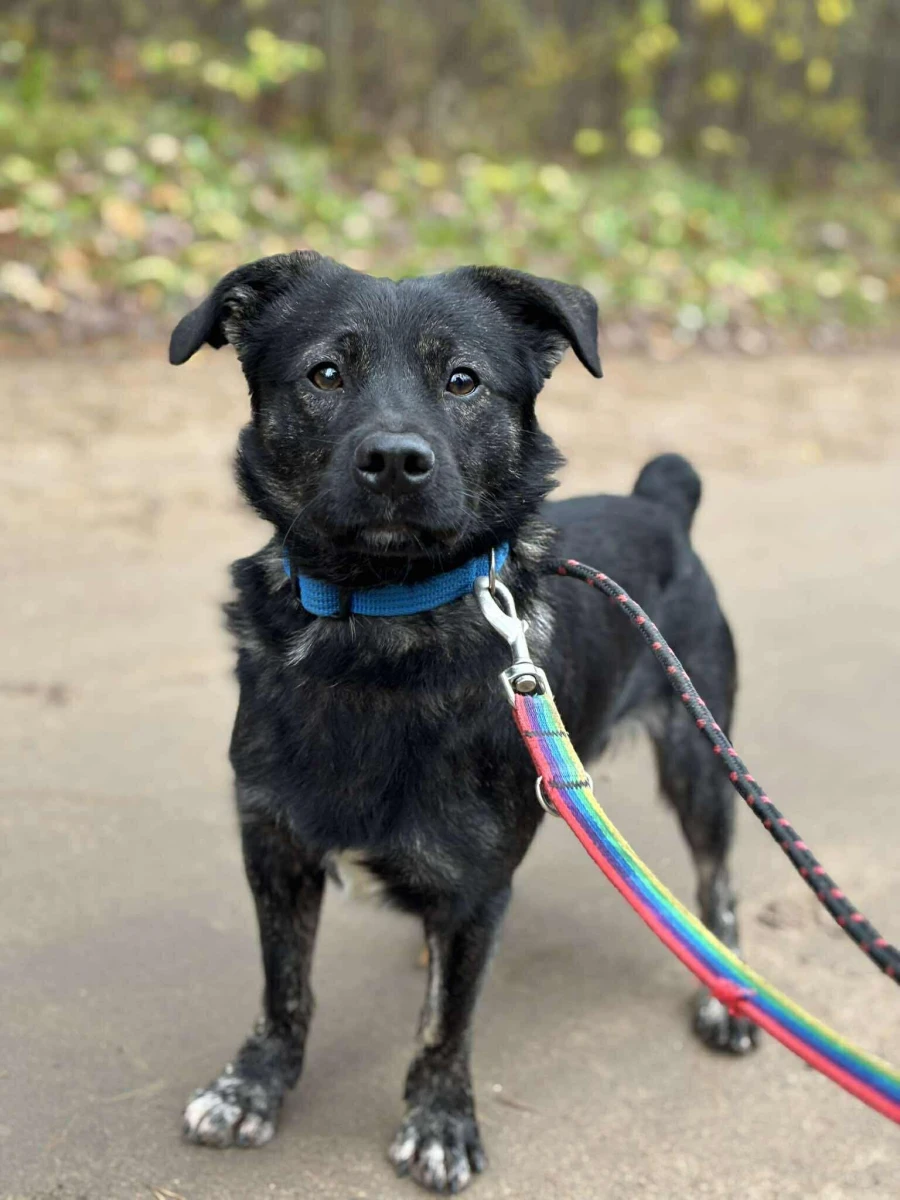 Pręgowany, nieduży Kiler czeka na dom