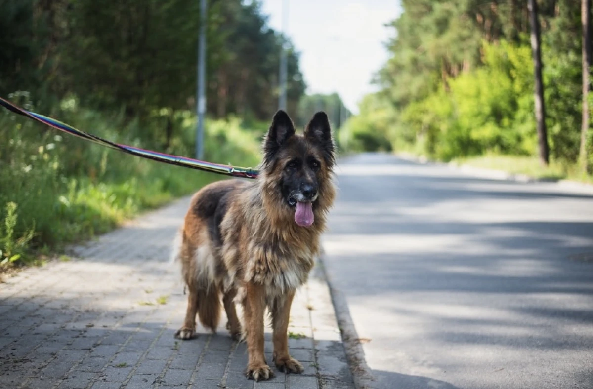 Dumna, piękna i ułożona owczarka Sara
