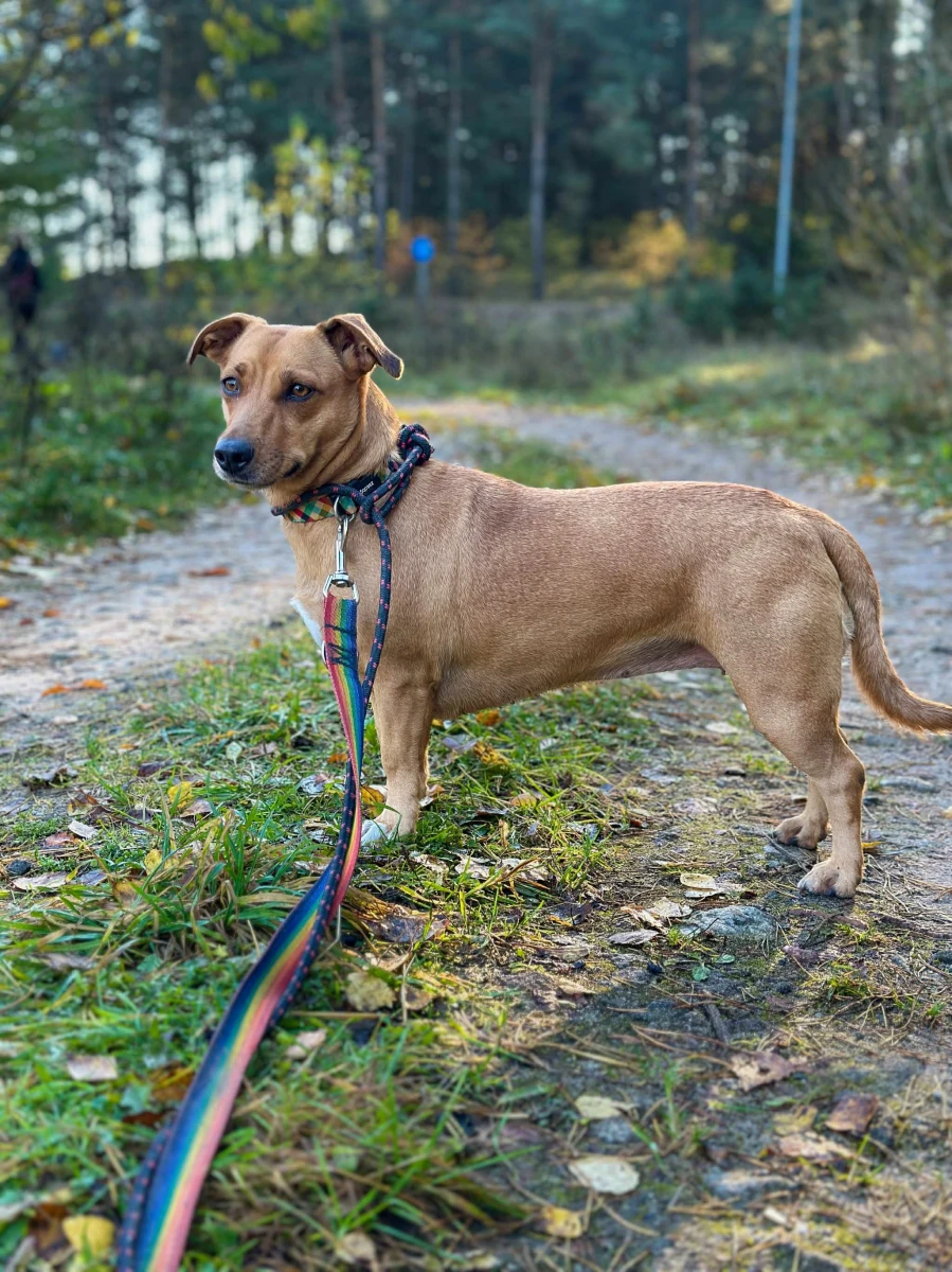 Towarzyska “jamniczka” Sonia