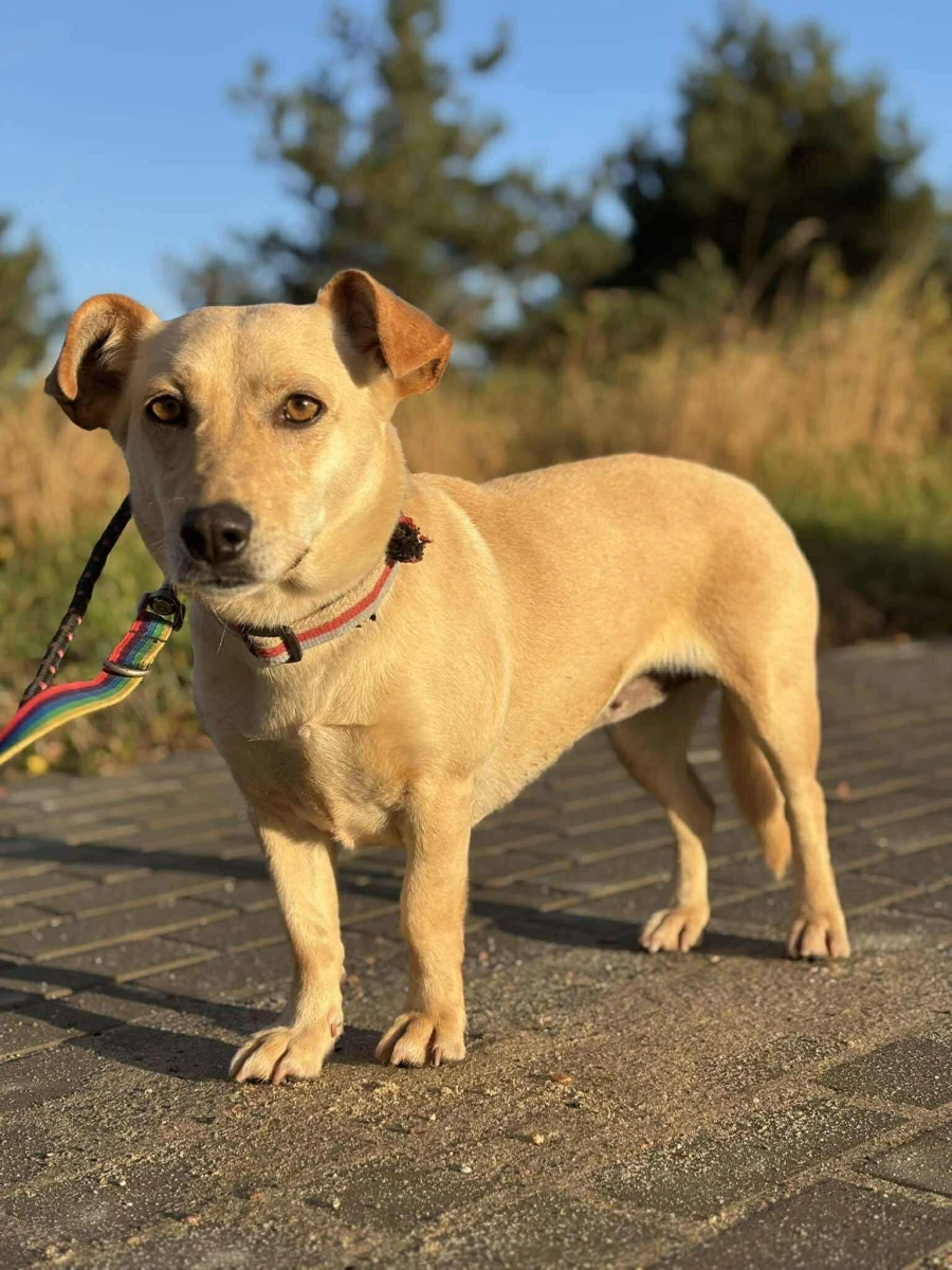 Niskopodwoziowa Serdelka czeka na Ciebie!
