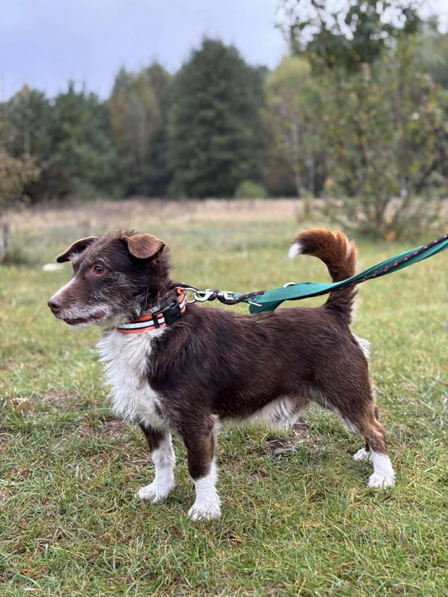 Czekoladowy szorściak Wedel