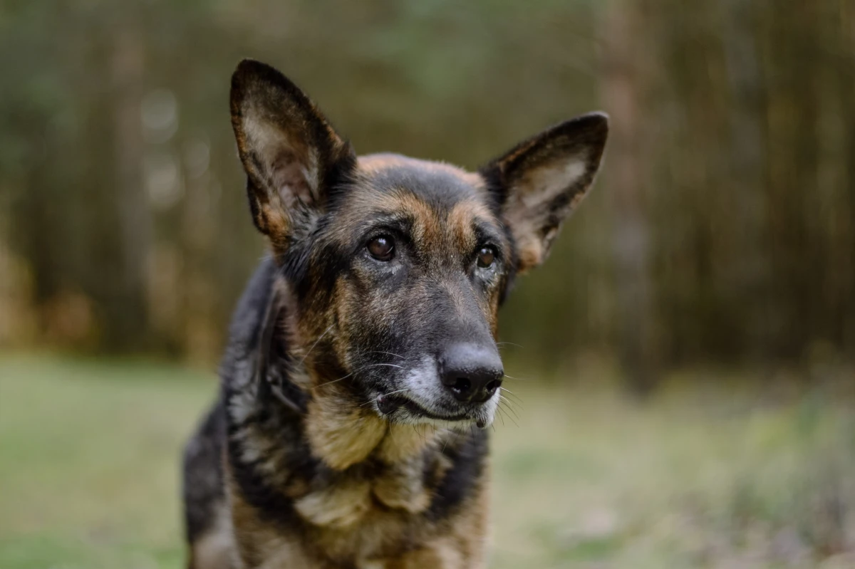 💔 RODZYNKA – żywa istota wyrzucona jak śmieć 💔