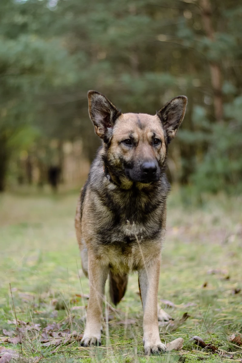 💔 ŚLIWKA – dziecko rozpaczy, które wciąż wierzy w miłość 💔