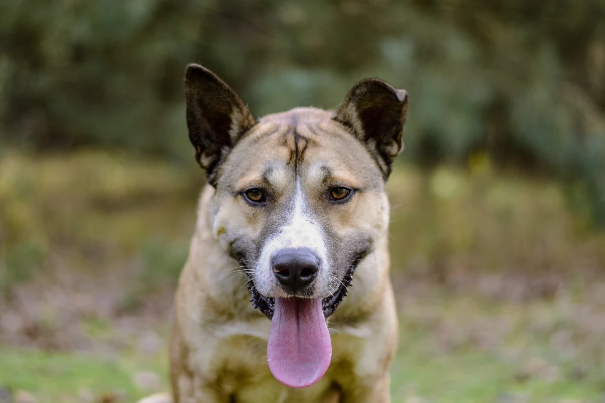 💛 KAZIK vel SKUBI – wielkie serce w dużym ciele 💛