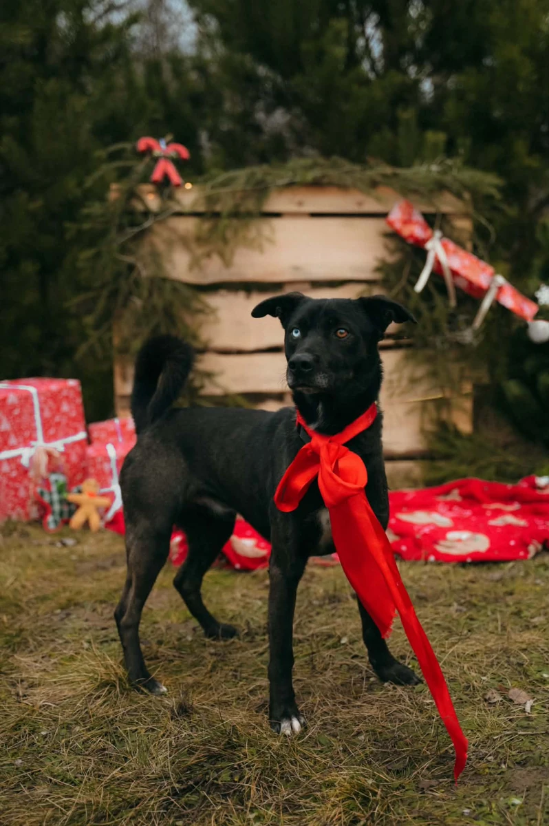 Wyjątkowy Dale szuka troskliwego opiekuna