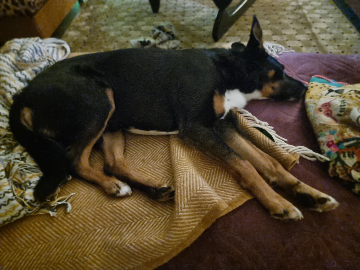 Zaginął pies Marley Rakowo k.Rypina kuj-pom