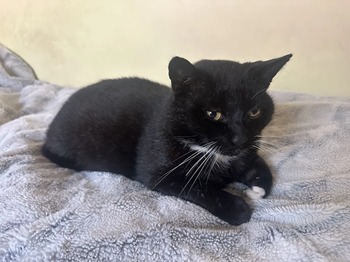 Zaginął Kot- Łódź Bałuty, osiedle marysin