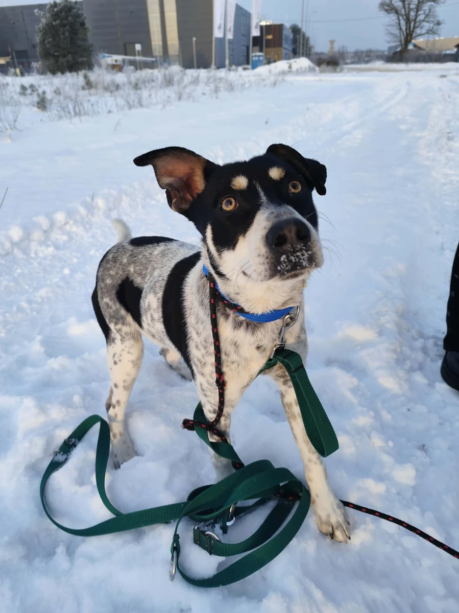 Łaciaty Dziubek do wzięcia :)