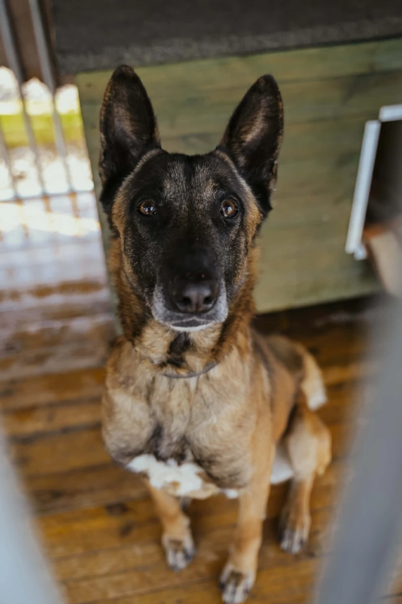Sierżant - młody pies w typie owczarka belgijskiego