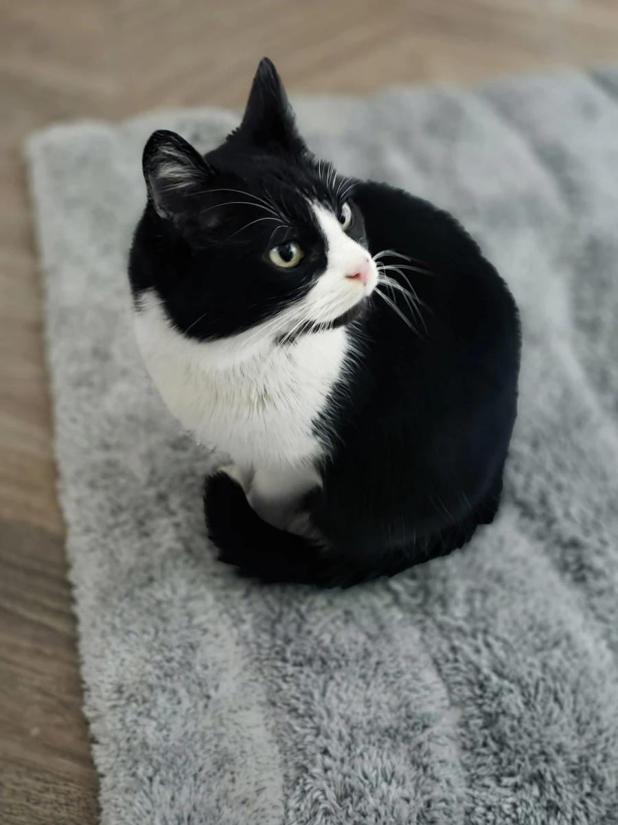 Zaginęła kotka KROPKA