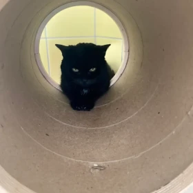 Masia - mocno zalękniona