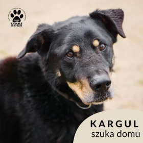 Kargul
