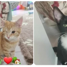 Śliczne kociaki do adopcji 