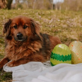 Długowłosy Kokos - pies jednego pana :)