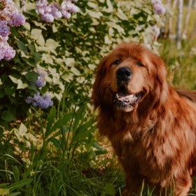 Duma w typie nowofundlanda