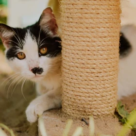 Kitler - rozkoszny kocurek do adopcji 