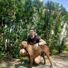 Pitbull Teo czeka na doświadczony dom