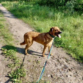 Rezolutna Gaudia czeka na nowy domek 