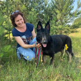 Macho - mix bulteriera i owczarka niemieckiego