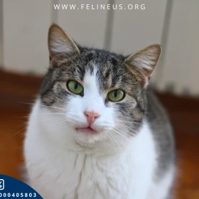 Guzik - Nieśmiały kocurek nieśmiało prosi o dom