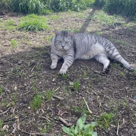 Whiskas