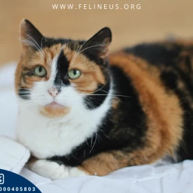 Maja - Śliczna, kolorowa kotka czeka na dom