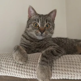 Ahsoka