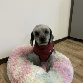 Spajki w typie shih-tzu szuka doświadczonego opiekuna