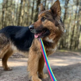 Piękna Lola w typie długowłosego owczarka niemieckiego