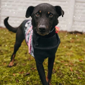 Husy w typie dobermana rozgląda się za domem 