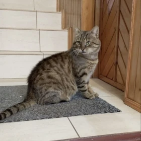 Uratuj kocurka przed bezdomnością! 