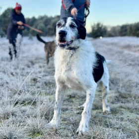 Hans w typie wyżła poleca się do adopcji 