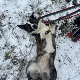 Przeurocza Gabby prosi o dobry domek :D