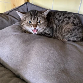 Pazurek