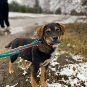 Szczeniaczek Niko czeka na odpowiedzialny dom 