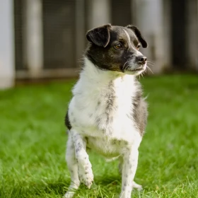 Kto da Tolkowi szansę? 