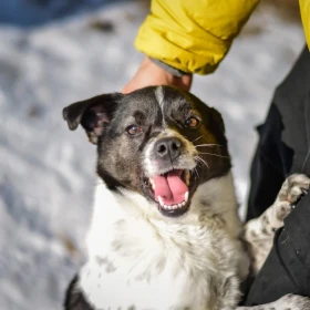 Kto da Tolkowi szansę? 
