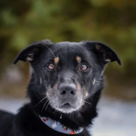 Serdelek szuka swojego człowieka 