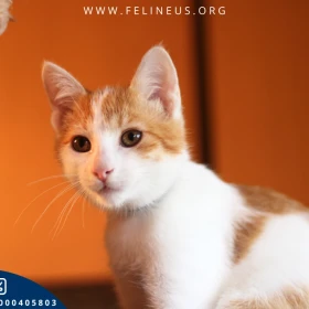 Diamencik - Energiczny i sympatyczny kociak szuka domu