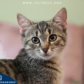 Paris - Odważna i przebojowa kotka szuka domu 