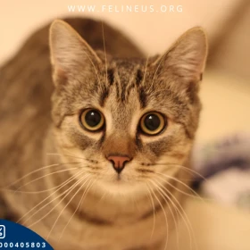 Liczi - Żywiołowy kocurek szuka domu