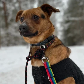 Odebrany interwencyjnie Tadek prosi o drugą szansę 