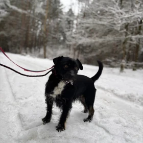 Mały, kochający człowieka Kuba poleca się do adopcji