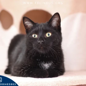 Boluś - Uroczy czarny kociak czeka na dom
